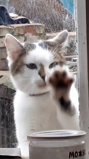 СОВА ОТКРЫВАЙ МЕДВЕДЬ ПРИШЁЛ