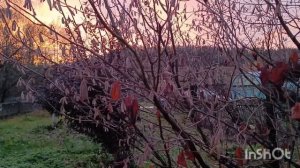 малина странная, кое- что подделала, 26.10.25