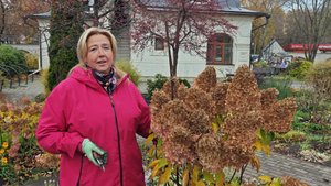 Обрезка штамбовой гортензии для пышного цветения на будущий год