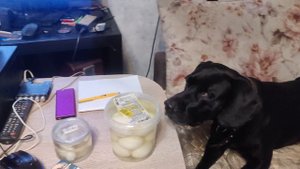 Яйца Маринованные и Мясо  @ Chibo @ Пёс 🐕 Моя Жизнь Кино @ Музей Псов