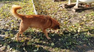 Мой бусинец!