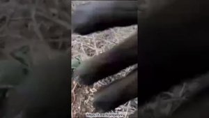 Работа эвакуационных групп, в зоне СВО
🇷🇺 Ангелы в камуфляже 🇷🇺
Под песню "Война бывает детская"