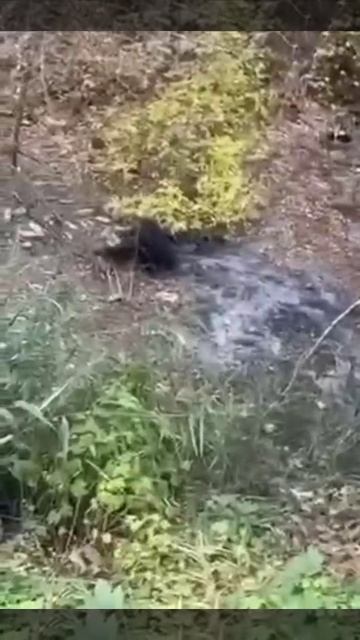 IMG_0439 смотреть онлайн