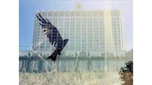 Соколы и ястребы, охраняющие Кремль от ворон хищные птицы сменили место жительства