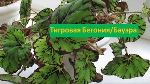 Как правильно ухаживать за комнатной Тигровой бегонией / Бауэра