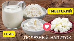 Тайна волшебного напитка раскрыта! Домашний кефир и творог из тибетского гриба