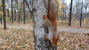 Осень в Нескучном саду_Москва. 25..2025 г.