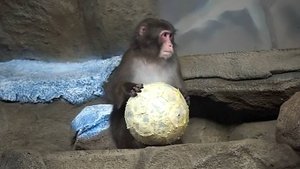 Футбол, волейбол и другие игры с мячом от снежной обезьяны по имени Кайко.