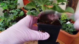 v21*Укореняю пеларгонии в грунт 4. Финал.