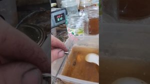 Гальваническое цинкование металла (блестящие), получение блеска добавки с коры корней вишни.