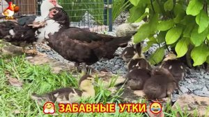 Забавные утки мускусные и пекинские на свободном выгуле со своими друзьями ч.(265) ❣️🤗😂