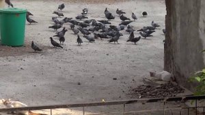 Кошки охотятся на голубей