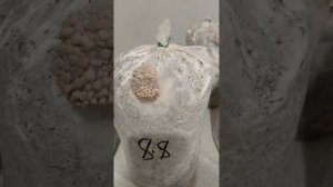 КАК ВЫРАЩИВАТЬ ВЕШЕНКУ В БЛОКАХ