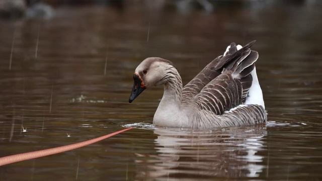 ФУТАЖ - ОТВАЖНЫЙ ГУСЬ