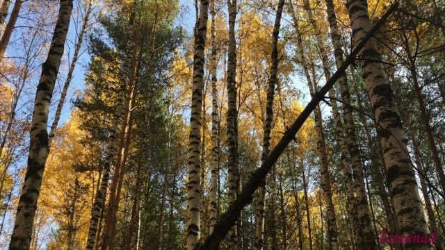 Осеннее... смотреть онлайн