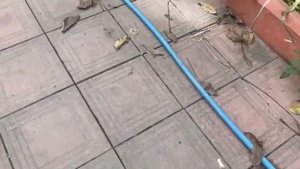 Микробиология органической грядки.