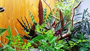 В гостях у Натальи! Комнатные растения в интерьере! Цветочный оазис!