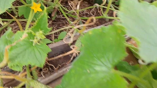 18-09-2025 Сентябрь, виноград, огурцы, помидоры, покос травы смотреть онлайн