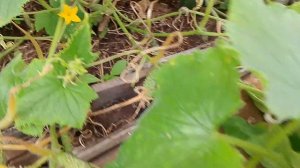 18-09-2025 Сентябрь, виноград, огурцы, помидоры, покос травы