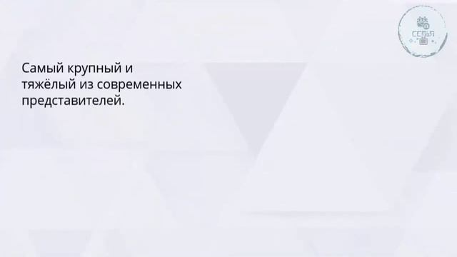 Уроки БИОЛОГИИ День пингвинов