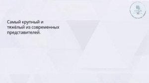 Уроки БИОЛОГИИ День пингвинов
