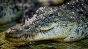 Крокодила вытащили за хвост из жилого дома во Флориде