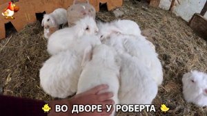 Содержание кур в домашних условиях и других птиц во дворе у Роберта 🐣🐤🦆🐔🪿🦃 (314)