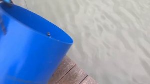 утренние зарыбление форели