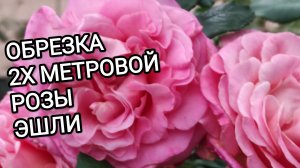 РОЗЫ. Обрезка 2х метровой розы ЭШЛИ.