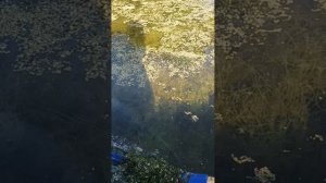 Павловск. Пригород Петербурга. Летние зарисовки