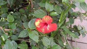 Оранжерея Таврического сада. Санкт-Петербург