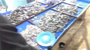 Унаватуна. Рыбный рынок, покупаем креветки.