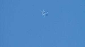 HDV_0713Пермские голуби в Белгородской обл.