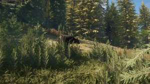 TheHunter: Call of the Wild™