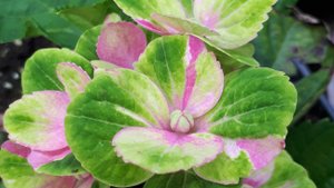 Как правильно сохранить гортензию крупнолистную зимой: секреты успешной зимовки в квартире.