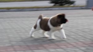 TOKARA GARDIANS YAREL