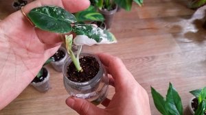 Излишки растений на 24.10.25#комнатные растения