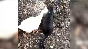 Всячинки