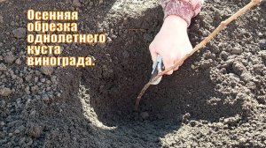 Обрезка однолетнего куста винограда