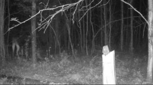 Однорогий бандит. Лось. Ленинградская область.