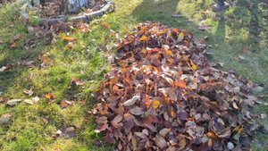 26-10-2025.Дача.Опять подморозило.Собираю листья.(18.10-19.10.25)