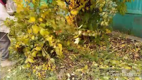 Работаю в полисаднике / Наш обед.