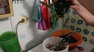 сажу архидеи. кактусы