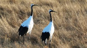 Японские журавли Снежинка и Подснежник кормятся перед отлетом на юг. 25 октября 2025 г.