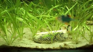 My little water world