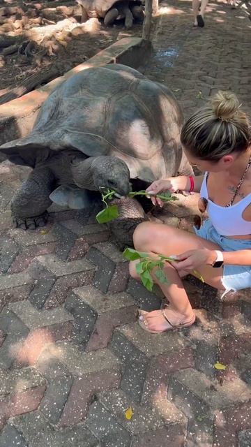 Девушка кормит черепаху