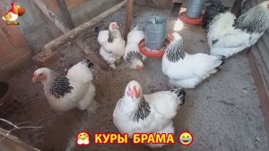 Куры Брама с лохматыми лапами прекрасные несушки (69)