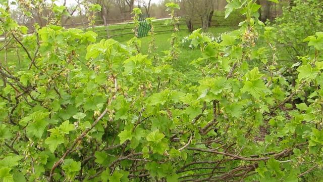 Чёрная смородина в апреле