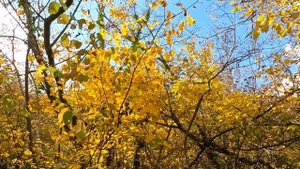 26.10.Осенние кипарисы на озере. Анапа.