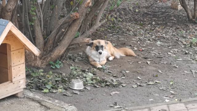 Пёсель кутёнок пёс